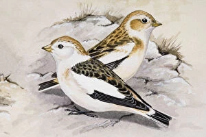 Images Dated 28th June 2007: Snow bunting (Plectrophenax nivalis), two birds sitting side by side, side view