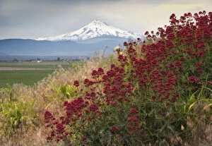 Images Dated 14th June 2017: Snow-capped Mt. Jefferson rising majestically behind some red wildflowers, Oregon, USA
