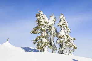 Mount Washington Prints: Snow-capped trees on sunny day