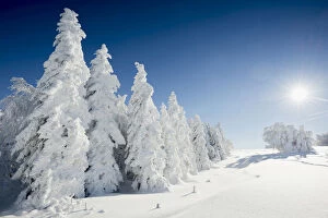 Snow-covered Beeches -Fagus sp.- and Firs -Abies sp.-, Mt Schauinsland, Freiburg im Breisgau, Black Forest