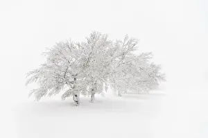 Snow-covered beeches on Mt. Schauinsland, Southern Black Forest, Black Forest, Baden-Wuerttemberg, Germany, Europe