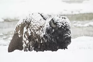 Images Dated 18th May 2017: Snow covered Bison