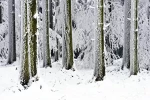 Snow-covered coniferous forest, Lindenberg, Switzerland, Europe