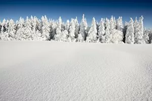 Snow-covered Firs -Abies sp.-, Mt Schauinsland, Freiburg im Breisgau, Black Forest, Baden-Wurttemberg, Germany