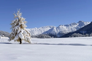 Images Dated 22nd April 2012: Snow-covered Larch -Larix- in a fresh snow-covered landscape, Silvaplana, Engadine, Grisons