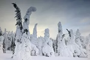 Images Dated 26th February 2013: Snow covered mountain pines in a winter storm in Rukatunturi, Kuusamo, Lapland, Finland