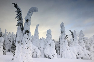 Images Dated 26th February 2013: Snow covered mountain pines in a winter storm in Rukatunturi, Kuusamo, Lapland, Finland