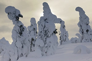 Images Dated 26th February 2013: Snow covered mountain pines in a winter storm in Rukatunturi, Kuusamo, Lapland, Finland