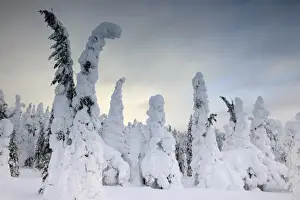 Snow covered mountain pines in a winter storm in Rukatunturi, Kuusamo, Lapland, Finland