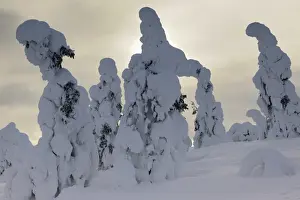 Cloud Blanket Prints: Snow covered mountain pines in a winter storm in Rukatunturi, Kuusamo, Lapland, Finland