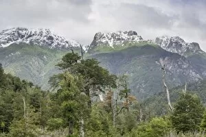Chilean Lake District Collection: Snow-covered mountains and a cold rain forest, Carretera Austral, Chaiten, Los Lagos Region, Chile