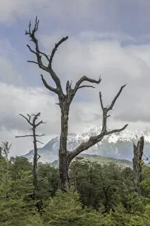 Environmental Issues Collection: Snow-covered mountains and a dead tree, Carretera Austral, Chaiten, Los Lagos Region, Chile