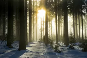 Images Dated 1st January 2011: Snow-covered pine forest with sun, Black Forest, Baden-Wuerttemberg, Germany, Europe