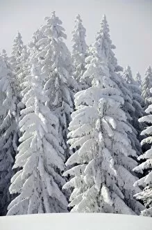 Images Dated 12th February 2012: Snow-covered pine trees, Spruces -Picea abies- in a winter forest, near Elbach, Leitzachtal