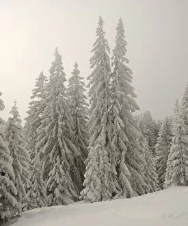 Snow-covered pine trees, Spruces -Picea abies- in a winter forest, near Elbach, Leitzachtal, Bavaria, Germany, Europe
