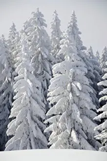 Norway Spruce Prints: Snow-covered pine trees, Spruces -Picea abies- in a winter forest