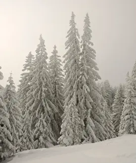 Norway Spruce Prints: Snow-covered pine trees, Spruces -Picea abies- in a winter forest