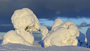 Images Dated 26th February 2013: Snow-covered pines in Rukatunturi, Kuusamo, Lapland, Finland