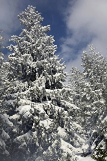 Images Dated 9th February 2013: Snow-covered spruce trees -Picea abies-, Leitzachtal, bei Elbach, Upper Bavaria, Bavaria, Germany