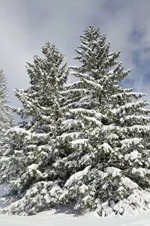 Snow-covered spruce trees -Picea abies-, Leitzachtal, bei Elbach, Upper Bavaria, Bavaria, Germany