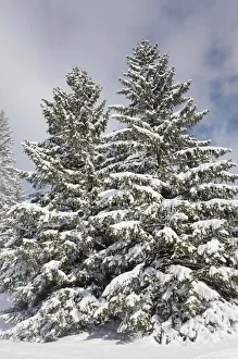 Images Dated 9th February 2013: Snow-covered spruce trees -Picea abies-, Leitzachtal, bei Elbach, Upper Bavaria, Bavaria, Germany