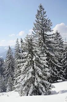 Images Dated 9th February 2013: Snow-covered spruce trees -Picea abies-, Leitzachtal, bei Elbach, Upper Bavaria, Bavaria, Germany