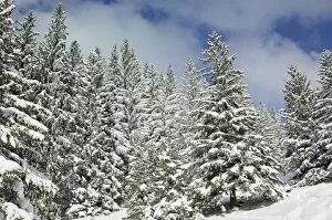 Images Dated 9th February 2013: Snow-covered spruce trees -Picea abies-, Leitzachtal, bei Elbach, Upper Bavaria, Bavaria, Germany