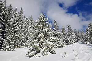 Images Dated 9th February 2013: Snow-covered spruce trees -Picea abies-, Leitzachtal, bei Elbach, Upper Bavaria, Bavaria, Germany