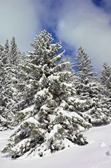 Images Dated 9th February 2013: Snow-covered spruce trees -Picea abies-, Leitzachtal, bei Elbach, Upper Bavaria, Bavaria, Germany