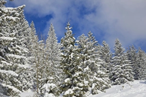 Images Dated 9th February 2013: Snow-covered spruce trees -Picea abies-, Leitzachtal, bei Elbach, Upper Bavaria, Bavaria, Germany