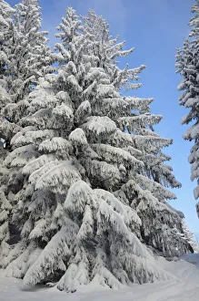 Images Dated 9th February 2013: Snow-covered spruce trees -Picea abies-, Leitzachtal, bei Elbach, Upper Bavaria, Bavaria, Germany