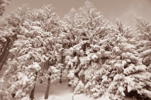 Images Dated 9th February 2013: Snow-covered spruce trees -Picea abies-, Leitzachtal, bei Elbach, Upper Bavaria, Bavaria, Germany