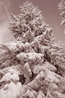 Images Dated 9th February 2013: Snow-covered spruce trees -Picea abies-, Leitzachtal, bei Elbach, Upper Bavaria, Bavaria, Germany