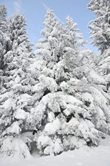 Images Dated 9th February 2013: Snow-covered spruce trees -Picea abies-, Leitzachtal, bei Elbach, Upper Bavaria, Bavaria, Germany