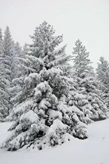 Images Dated 9th February 2013: Snow-covered spruce trees -Picea abies-, Leitzachtal, bei Elbach, Upper Bavaria, Bavaria, Germany