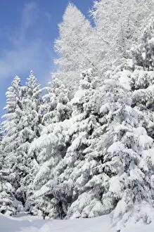 Snow-covered spruce trees -Picea abies- and larch trees -Laryx decidua-, Leitzachtal, bei Elbach, Upper Bavaria