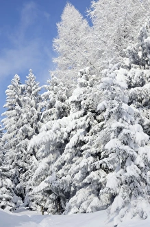 Images Dated 9th February 2013: Snow-covered spruce trees -Picea abies- and larch trees -Laryx decidua-, Leitzachtal, bei Elbach
