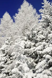 Images Dated 9th February 2013: Snow-covered spruce trees -Picea abies- and larch trees -Laryx decidua-, Leitzachtal, bei Elbach
