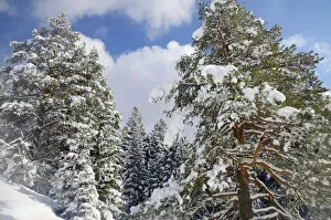 Images Dated 9th February 2013: Snow-covered spruce trees -Picea abies- and pine trees -Pinus sylvestris- in a mountain forest