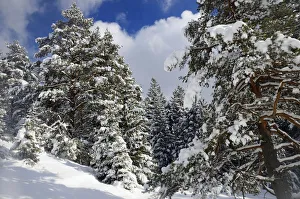 Images Dated 9th February 2013: Snow-covered spruce trees -Picea abies- and pine trees -Pinus sylvestris- in a mountain forest