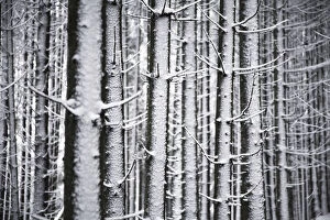 Images Dated 28th December 2011: Snow-covered Spruces -Picea- in winter, Black Forest, Baden-Wuerttemberg, Germany, Europe