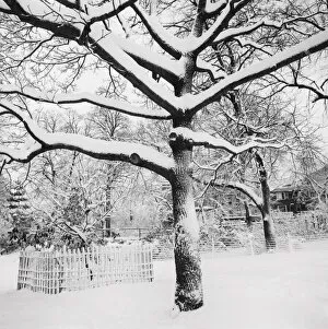 Henri Silberman Collection Gallery: Snow covered tree