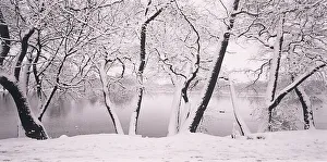 Henri Silberman Collection Gallery: Snow covered trees