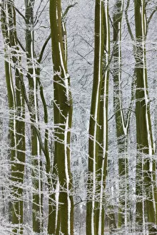 Snow Covered Trees In English Woodland