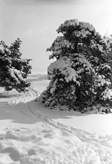 Snow-covered trees and field with tracks