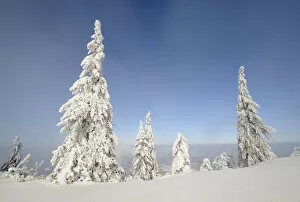 Images Dated 23rd January 2010: Snow-covered trees on the ridge of Mt. Unterberg, Lower Austria, Austria, Europe