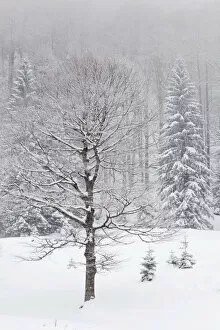 Images Dated 2nd December 2010: Snow covered trees in winter, Benediktbeuern, Bavaria, Germany, Europe