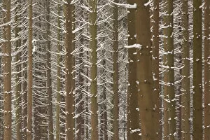 Images Dated 9th February 2013: Snow-covered trunks of Spruce -Picea-, pine forest, Bergisches Land, North Rhine-Westphalia, Germany
