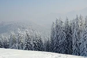 Snow-covered winter landscape, inversion weather conditions at Schwarzenberg mountain, near Elbach, Leitzachtal