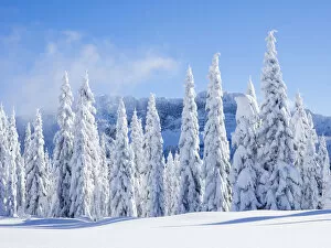 Images Dated 30th December 2015: Snow covering fir trees, Mount Baker Snoqualmie National Forest, Washington State, USA